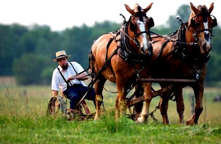 Amish Hoa Ky